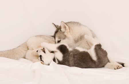 siberian husky puppyの写真素材