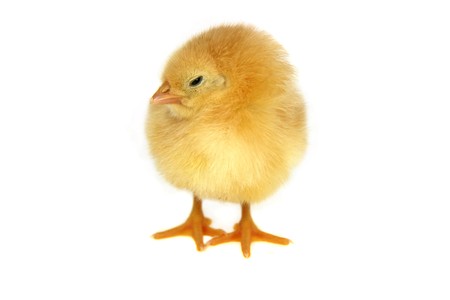 small yellow chicken isolated on whiteの写真素材