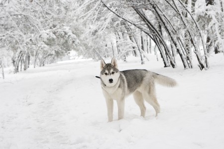 dog