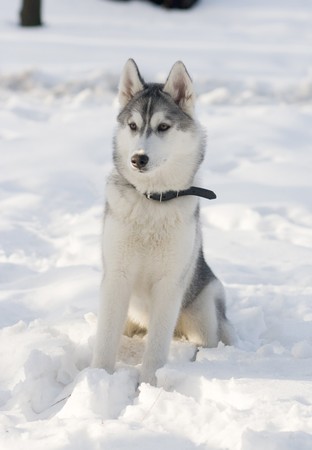 dogの写真素材