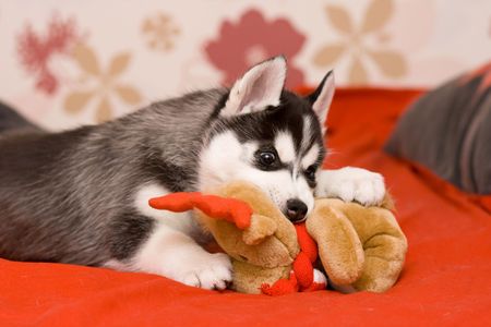 puppyの写真素材
