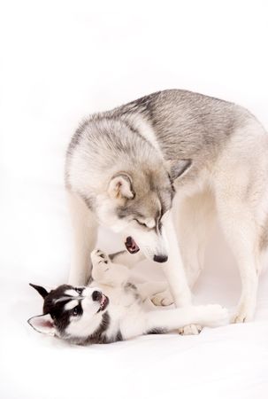 puppyの写真素材