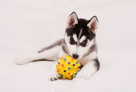 puppyの写真素材