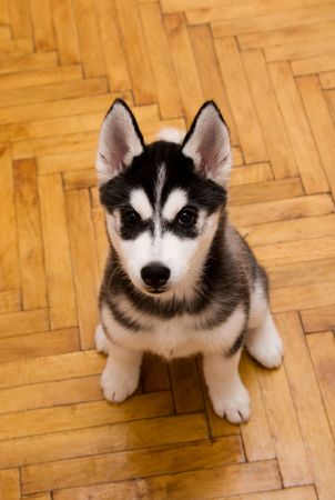 puppyの写真素材