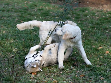 husky