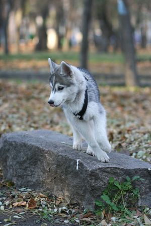 huskyの写真素材
