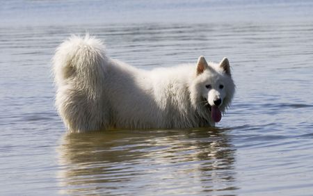 samoyedの写真素材