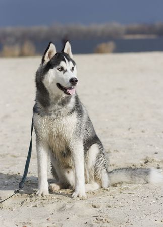 siberian huskyの写真素材