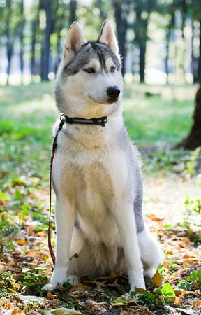 siberian huskyの写真素材