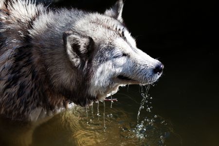 siberian huskyの写真素材