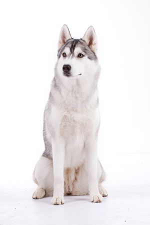 siberian huskyの写真素材