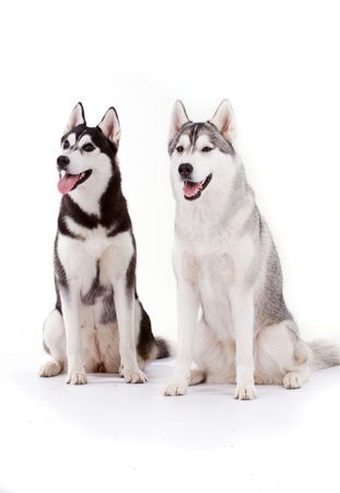 siberian huskyの写真素材