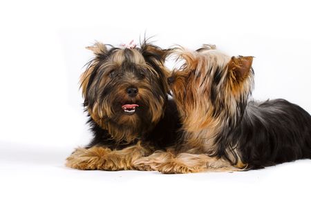 yorkie isolatedの写真素材