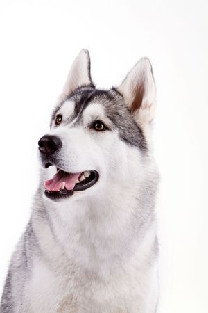 husky isolatedの写真素材