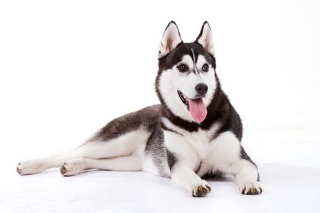 siberian huskyの写真素材