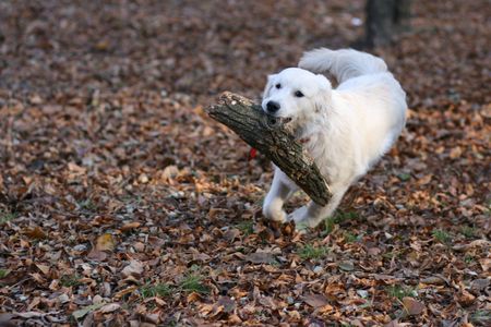 dog