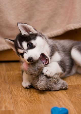 huskyの写真素材