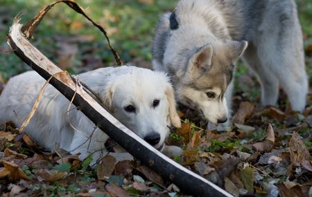 dog