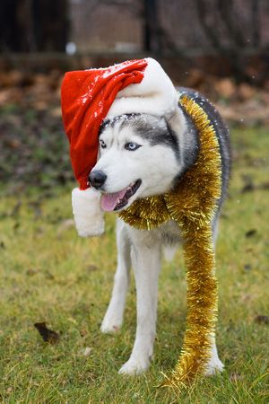 huskyの写真素材