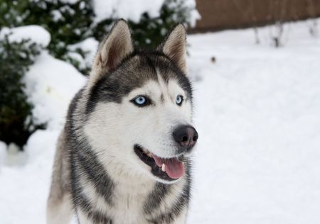 huskyの写真素材
