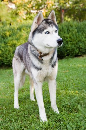 beautiful huskyの写真素材