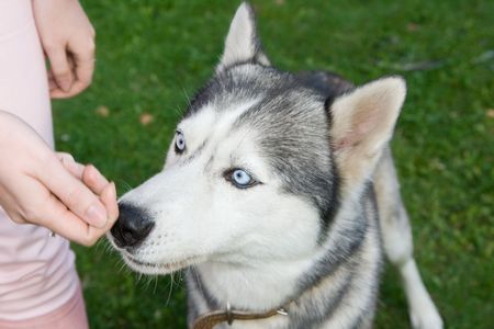 seberian huskyの写真素材