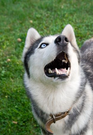 portrait of huskyの写真素材