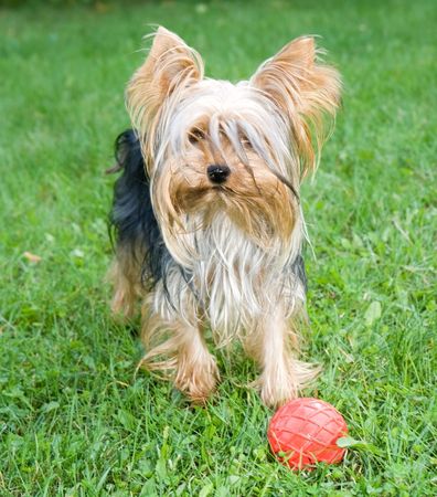 little york outdoorの写真素材