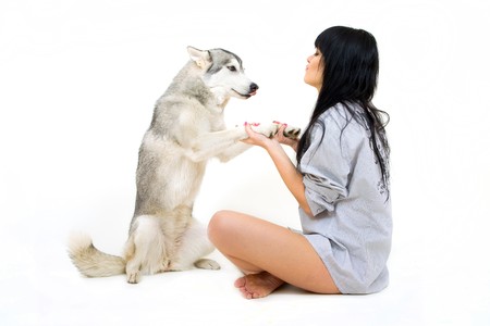 cute girl with grey siberian husky isolated on whiteの写真素材