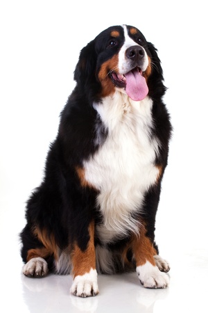 Berner Sennenhund dog isolated on whiteの写真素材