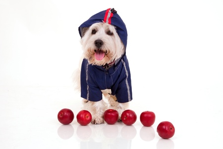 West Highland White Terrierの写真素材