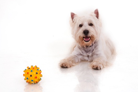 West Highland White Terrierの写真素材