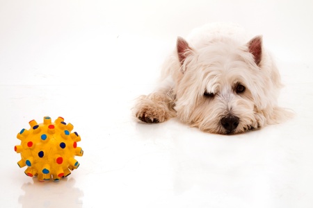 West Highland White Terrierの写真素材