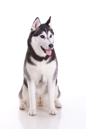 portrait of siberian husky dogの写真素材