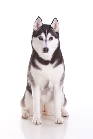 portrait of siberian husky dogの写真素材