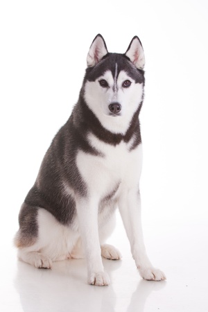 portrait of siberian husky dogの写真素材