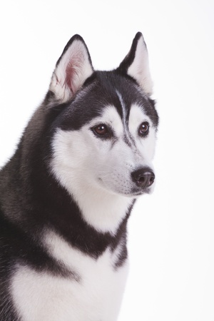 portrait of siberian husky dogの写真素材