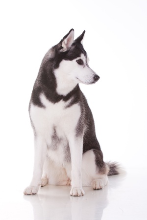 portrait of siberian husky dogの写真素材