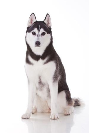 portrait of siberian husky dogの写真素材