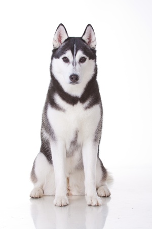 portrait of siberian husky dogの写真素材