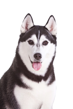 portrait of siberian husky dogの写真素材