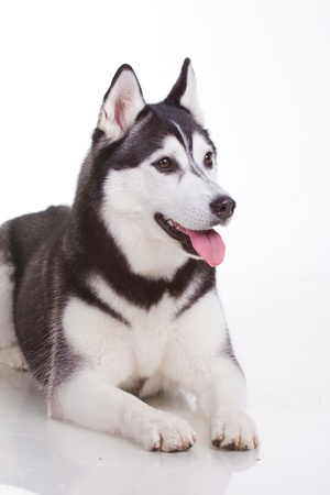 portrait of siberian husky dogの写真素材