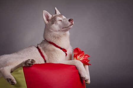 husky puppyの写真素材