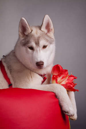 husky puppyの写真素材