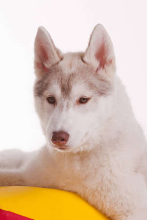 husky puppyの写真素材