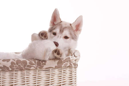 husky puppyの写真素材