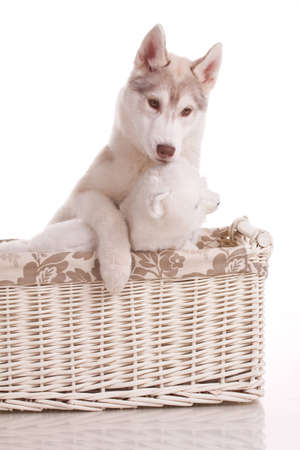 husky puppyの写真素材