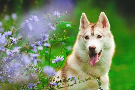 portrait of siberian husky in summerの写真素材