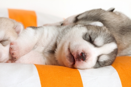 newborn siberian husky puppyの写真素材