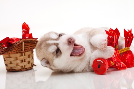 newborn siberian husky puppyの写真素材